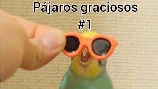 Pájaros graciosos 1 [upl. by Nalyd196]