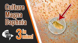 How to culture DAPHNIA MAGNA  The easy way [upl. by Pond935]