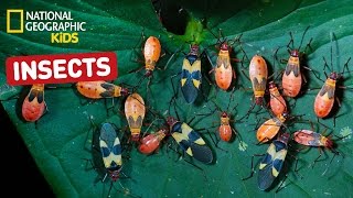 Find Out About Insects  Nat Geo Kids Insects Playlist [upl. by Roswell]