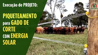 Cerca Elétrica  Divisão de pastagem com Energia Solar para Gado Europeu corte [upl. by Pablo]