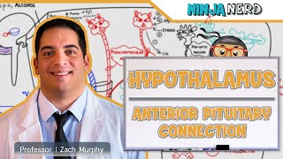 Endocrinology  Hypothalamus Anterior Pituitary Connection [upl. by Yoshi]