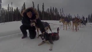 A Dog Sledding Adventure in Alaska [upl. by Sito]