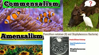 Amensalism Examples  Commensalism Examples  Population interaction Class 12 biology [upl. by Dominik168]