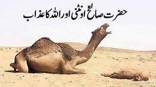 Hazrat Saleh AS  Aountni Camel aur Allah ka azab [upl. by Shama]