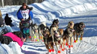 What is the Iditarod  AK Explained [upl. by Nilrem]