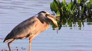 Great Blue Heron Eats A Fish [upl. by Longmire]