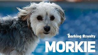 Morkie  The Ultimate Guide to Maltese and Yorkie Crossbreed [upl. by Elram826]