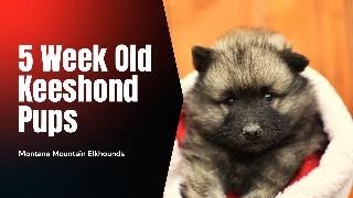 Adorable Keeshond Christmas Puppies [upl. by Sparks]