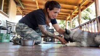 Keeshond Puppy Obedience Training [upl. by Tuddor]