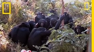 Chimps quotMournquot Nineyearolds Death  National Geographic [upl. by Liamsi880]