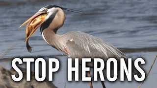 10 Ways to Keep Herons Away From Your Pond [upl. by Ahsinrad328]