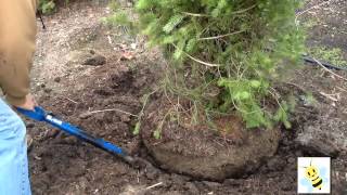 Can You Dig It  Learn how to dig a tree or shrub to transplant [upl. by Aidaas321]