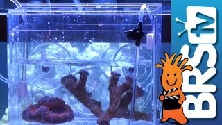 Acclimating Corals Calcium Alkalinity Redundancy  Ep4 How to set up a saltwater aquarium [upl. by Fortin276]