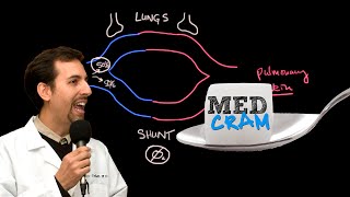 RESPIRATORY SYSTEM ANATOMY Bronchiole to alveoli model [upl. by Gatias]