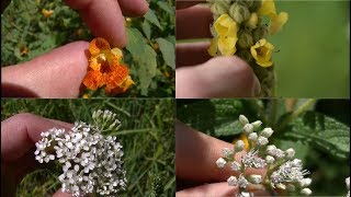 How To Identify 5 Medicinal Plants And Their Uses [upl. by Lednic]