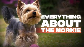 Morkie The Complete Guide to Maltese Yorkshire Terrier Mix [upl. by Akimehs177]