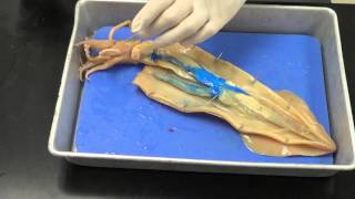 Squid dissection [upl. by Lise]