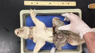 Fetal Pig Dissection [upl. by Yevre]