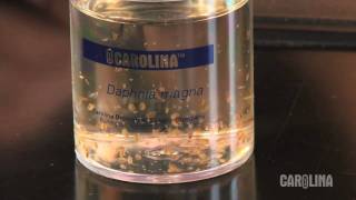 How to Care for Daphnia [upl. by Charmian]