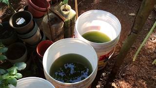 How to grow Green Water Algae [upl. by Archaimbaud]