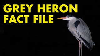 Grey Heron Fact File British Wildlife Facts [upl. by Edals]