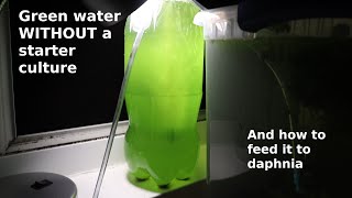 Green Water WITHOUT a Starter Culture  From Scratch  How To [upl. by Aivato]