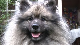 Keeshond  Best of Breed [upl. by Basia]