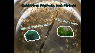 How To Culture Daphnia and Moinas using Green Water Spirulina powder [upl. by Paterson114]