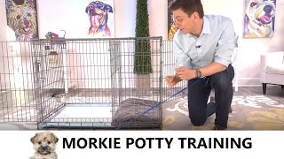 Morkie Potty Training from WorldFamous Dog Trainer Zak George  How to Potty Train a Morkie Puppy [upl. by Karrie]