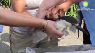 Tagging BlackCrowned Night Herons [upl. by Mabelle]