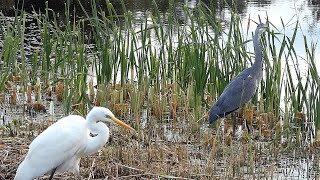 Heron v Egret [upl. by Alebasi]