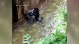 Baby Falls Into Zoos Gorilla Cage [upl. by Annairda]