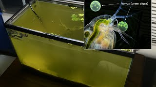 Raising Daphnia for the Freshwater Aquarium [upl. by Emelita298]