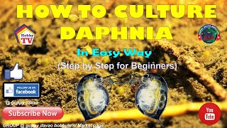 HOW TO CULTURE DAPHNIA In Easy Way [upl. by Davis241]