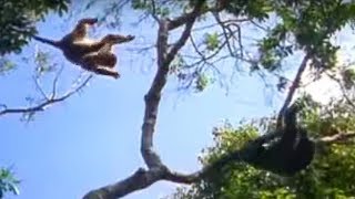 Ugandan Chimps Hunting  Life of Mammals  BBC Earth [upl. by Zhang]