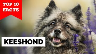 Keeshond  Top 10 Facts [upl. by Wymore]