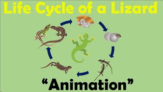 LIZARD LIFE CYCLE  Animation [upl. by Ecnesse299]